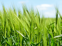 广西南宁上林县大丰坑塘水面水产养殖鱼塘出租，1年年限，租金面议